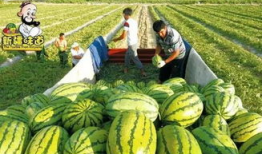 库尔勒吃瓜最新事件爆料